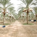 Pembelajaran Bijak dari Raja: Transformasi Kinerja Menteri Melalui Pengalaman Unik