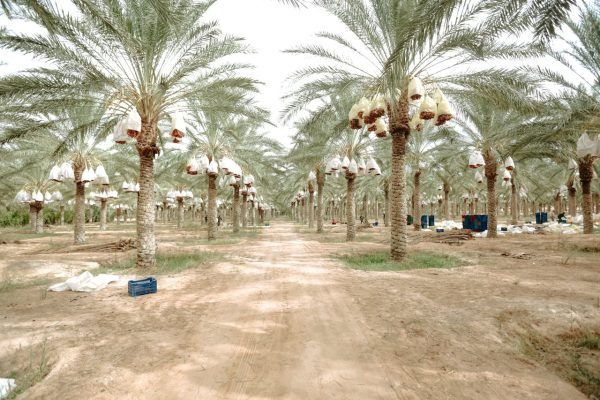 Pembelajaran Bijak dari Raja: Transformasi Kinerja Menteri Melalui Pengalaman Unik