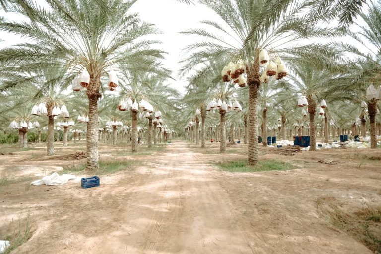 Pembelajaran Bijak dari Raja: Transformasi Kinerja Menteri Melalui Pengalaman Unik