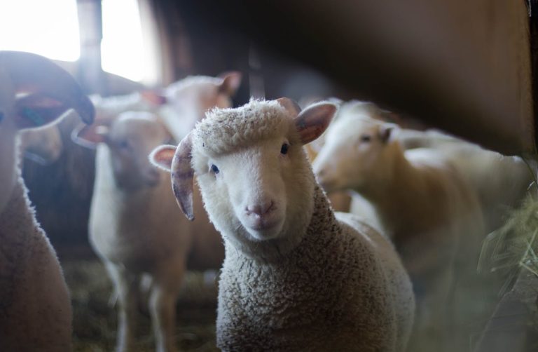 Hukum Aqiqah dengan Satu Kambing Betina untuk Bayi Laki-laki: Cukupkah?