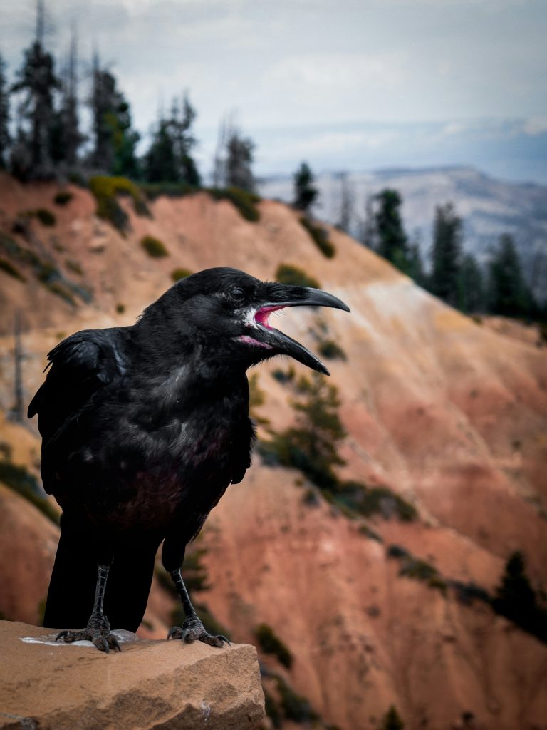 Belajar dari Kecerdasan Burung Gagak